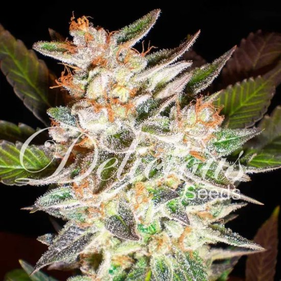 Delicious Seeds Delicious Candy Auto - feminised