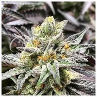 Delicious Seeds Delicious Cookies - feminised