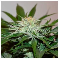 Delicious Seeds Descojack - feminised