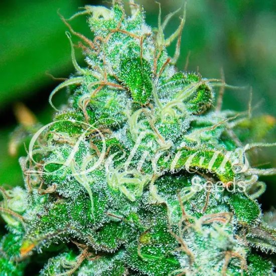 Delicious Seeds Fruity Chronic Juice - feminised