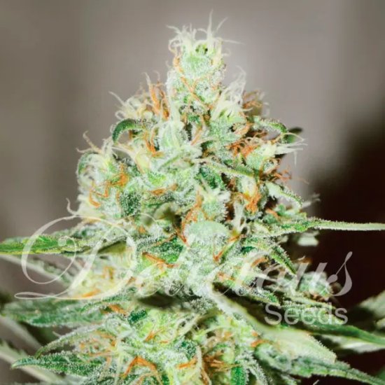 Delicious Seeds Jägg Kush - feminised