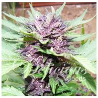 Delicious Seeds Jota Mayuscula Purple Auto - feminised