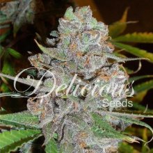 Delicious Seeds La Diva Auto - feminised