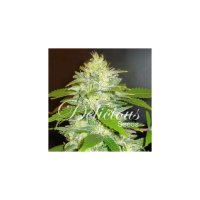 Delicious Seeds La Musa Auto - feminised