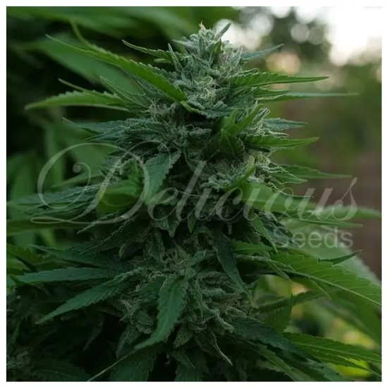 Delicious Seeds Lord Kush - feminised