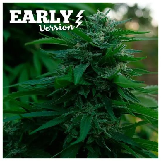 Delicious Seeds Lord Kush Early Version - feminised