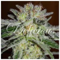 Delicious Seeds Northern Light Blue - feminised