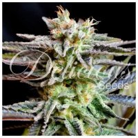 Delicious Seeds Sugar Black Rose - feminised