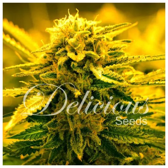 Delicious Seeds Sugar Black Rose Auto - feminised