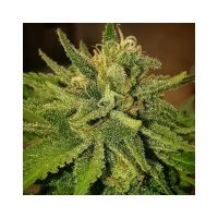 Delicious Seeds Sugar Black Rose x Bubble Gum - feminised