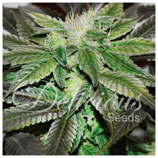 Delicious Seeds Sugar Candy - feminised