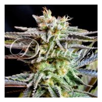 Delicious Seeds Unknown Kush - feminised