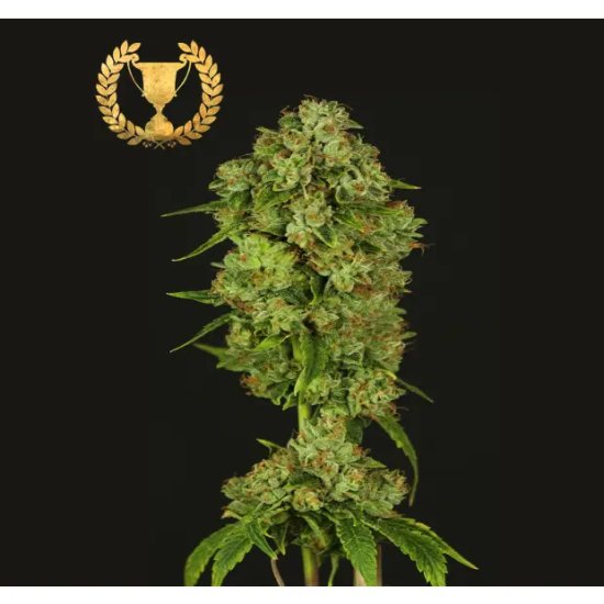 Devils Harvest Seeds Casey Jones - feminised