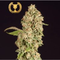 Devils Harvest Seeds OG Reek'N - feminised