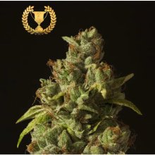 Devils Harvest Seeds Rollex OG Kush - feminised