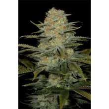 Dinafem Amnesia CBD - feminised