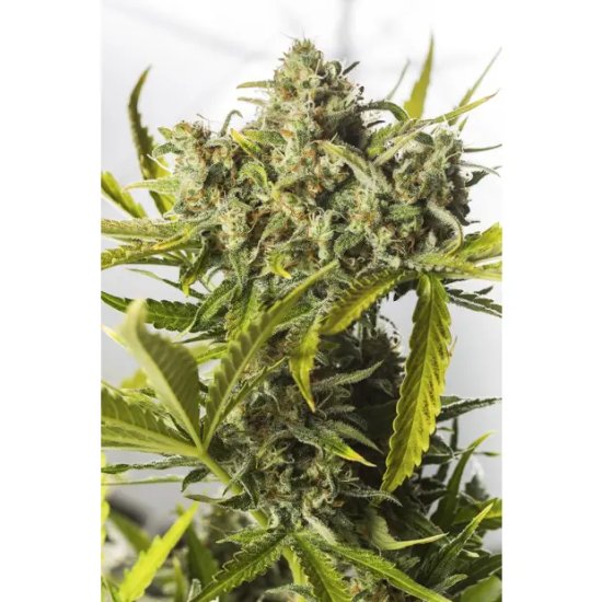 Dinafem Blue Critical Auto - feminised