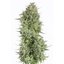 Dinafem Blue Kush Auto - feminised