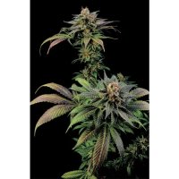 Dinafem Blue Widow - feminised