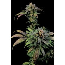 Dinafem Blue Widow - feminised