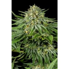 Dinafem Bubba Kush CBD - feminised