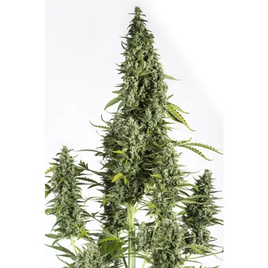 Dinafem Cheese Auto - feminised