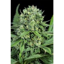 Dinafem Cheese CBD - feminised