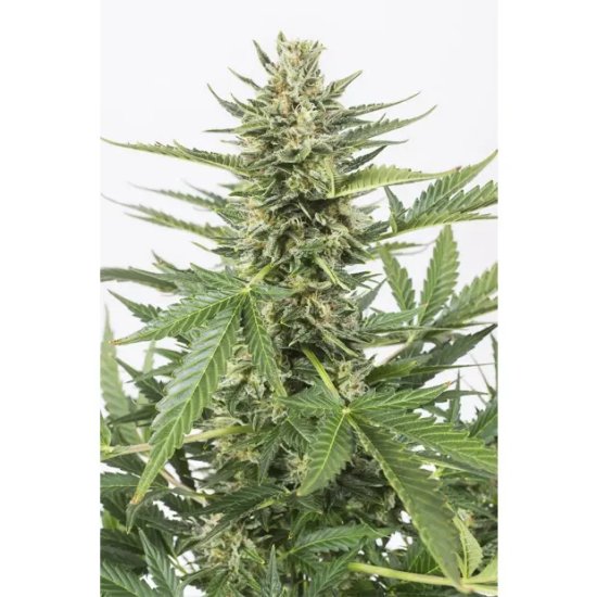 Dinafem Cheese XXL Auto - feminised