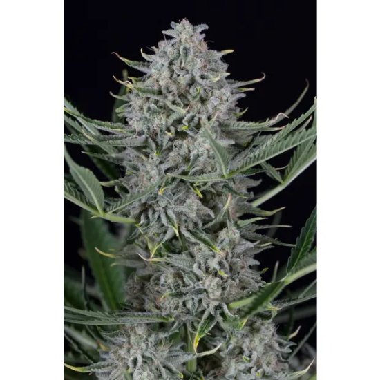 Dinafem Cookies Auto - feminised