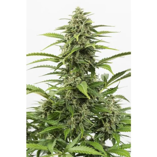 Dinafem Critical+ Auto - feminised