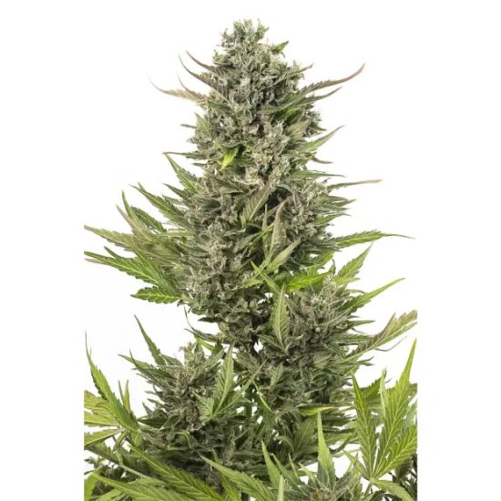 Dinafem Critical+ Auto CBD - feminised