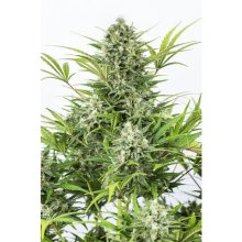 Dinafem Critical Cheese Auto - feminised