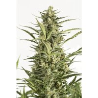 Dinafem Critical Jack Auto - feminised