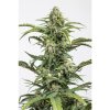 Dinafem Dinamed Auto CBD - feminised