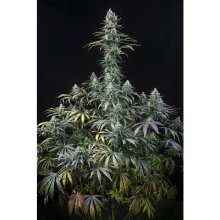 Dinafem Early Amnesia CBD - feminised