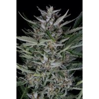 Dinafem Gorilla Auto - feminised