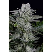 Dinafem Gorilla CBD - feminised