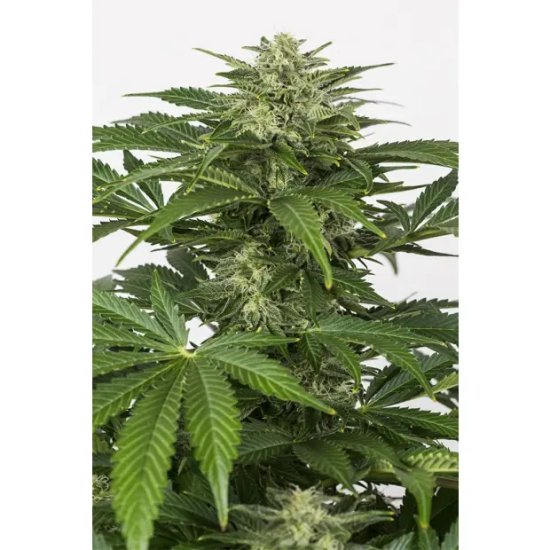 Dinafem Haze Auto CBD - feminised