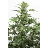 Dinafem Industrial Plant Auto CBD - feminised