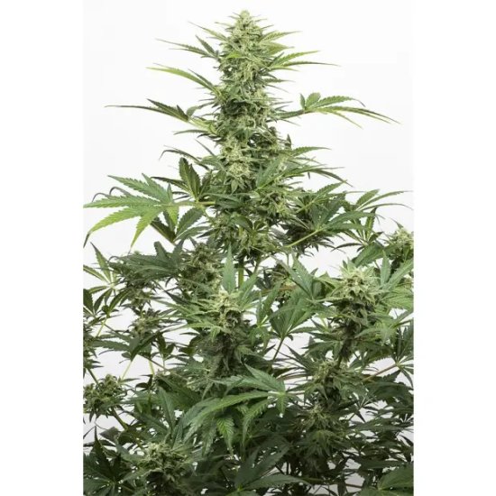 Dinafem Industrial Plant Auto CBD - feminised