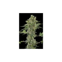 Dinafem Moby Dick Auto - feminised