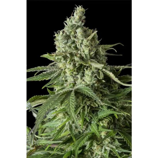 Dinafem Moby Dick CBD - feminised