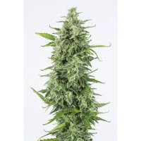 Dinafem OG Kush Auto - feminised