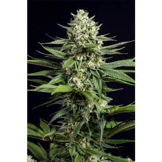 Dinafem OG Kush CBD - feminised