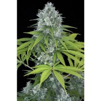 Dinafem Power Kush - feminised