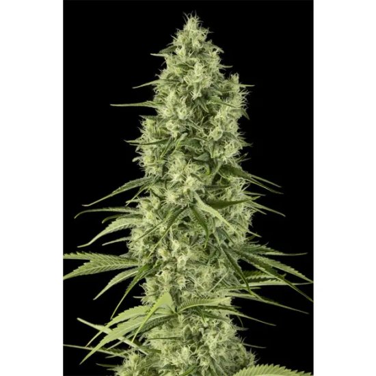 Dinafem Santa Sativa - feminised