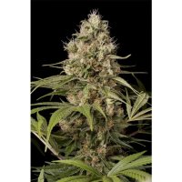 Dinafem Shark Shock CBD - feminised