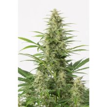 Dinafem Sour Diesel Auto - feminised