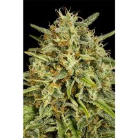 Dinafem Strawberry Amnesia - feminised