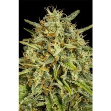 Dinafem Strawberry Amnesia - feminised